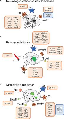 Brain Microenvironment Heterogeneity: Potential Value for Brain Tumors